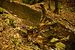koren_na_potoce-5529.jpg