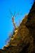suchy_strom-5481.jpg